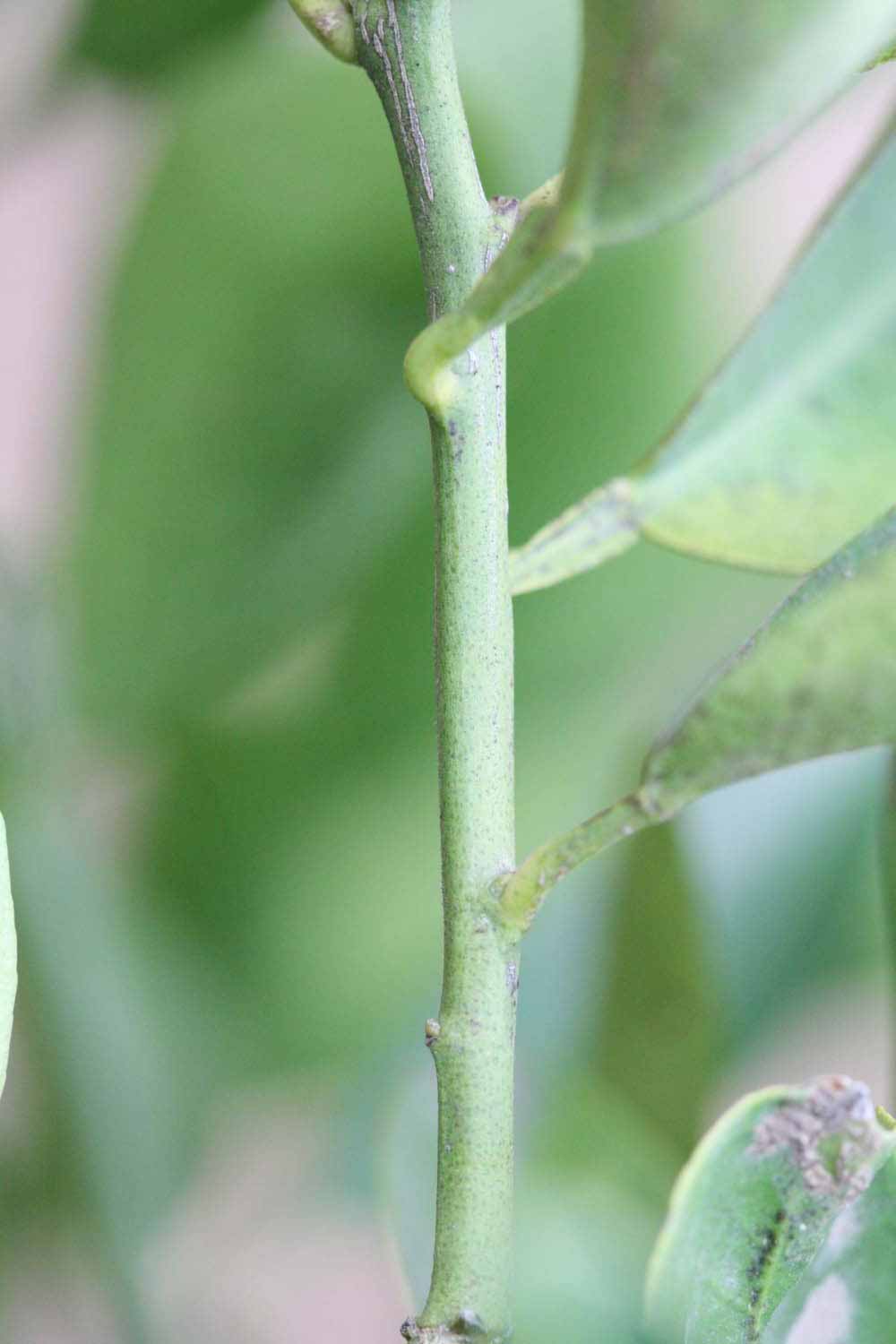              First year twig (Riverside, CA)       